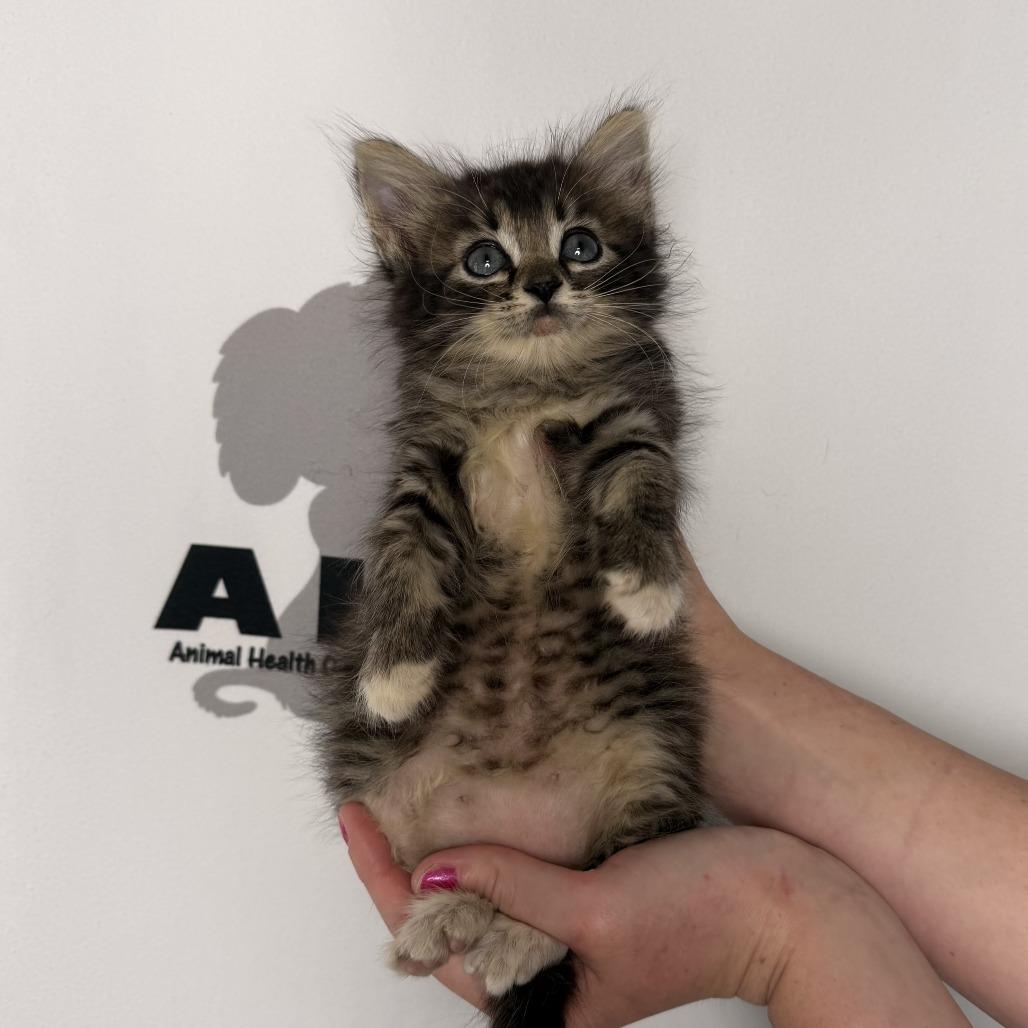 Enlarge Poppyseed, a Adoptable mixed breed in Milton, FL image 5/6