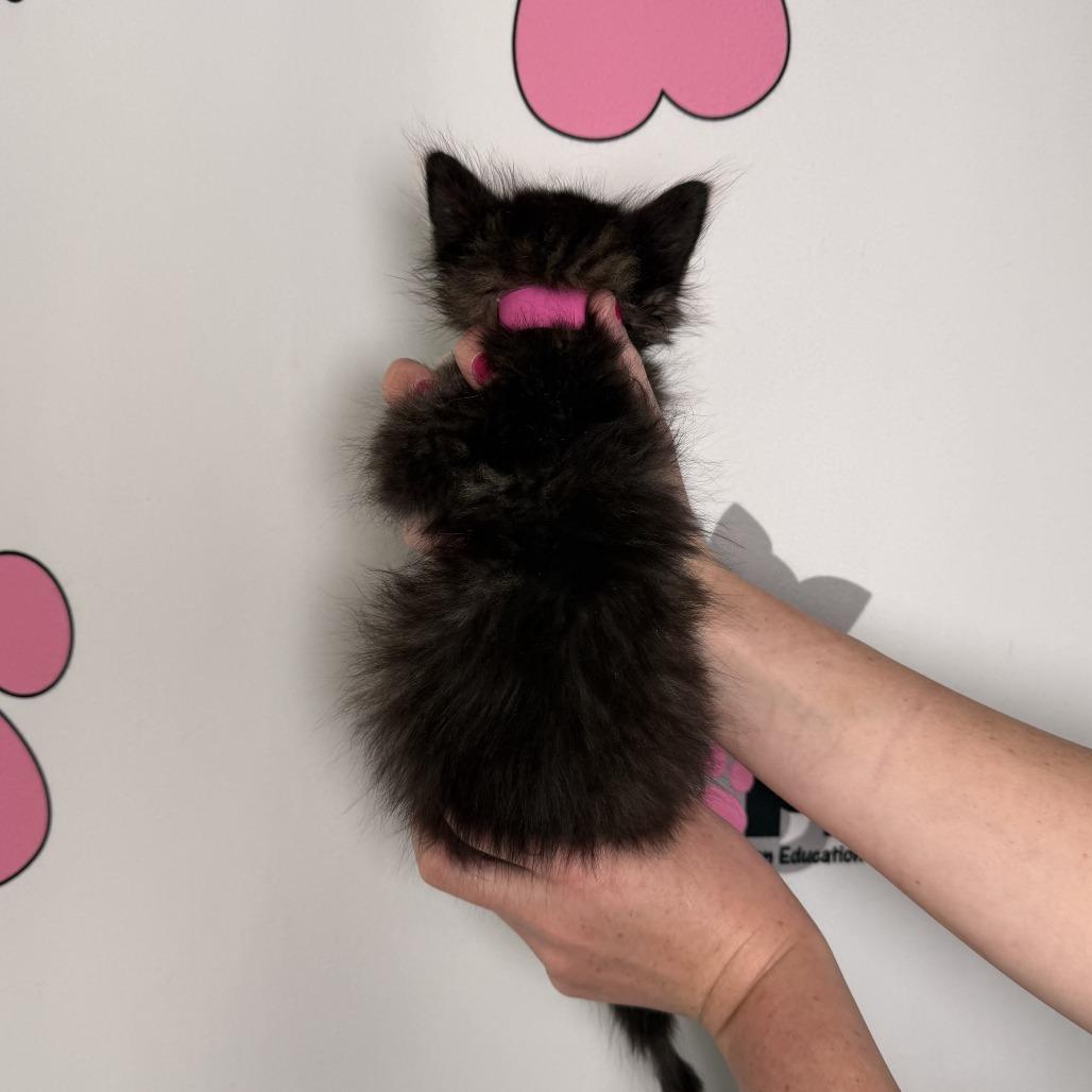 Enlarge Poppyseed, a Adoptable mixed breed in Milton, FL image 6/6