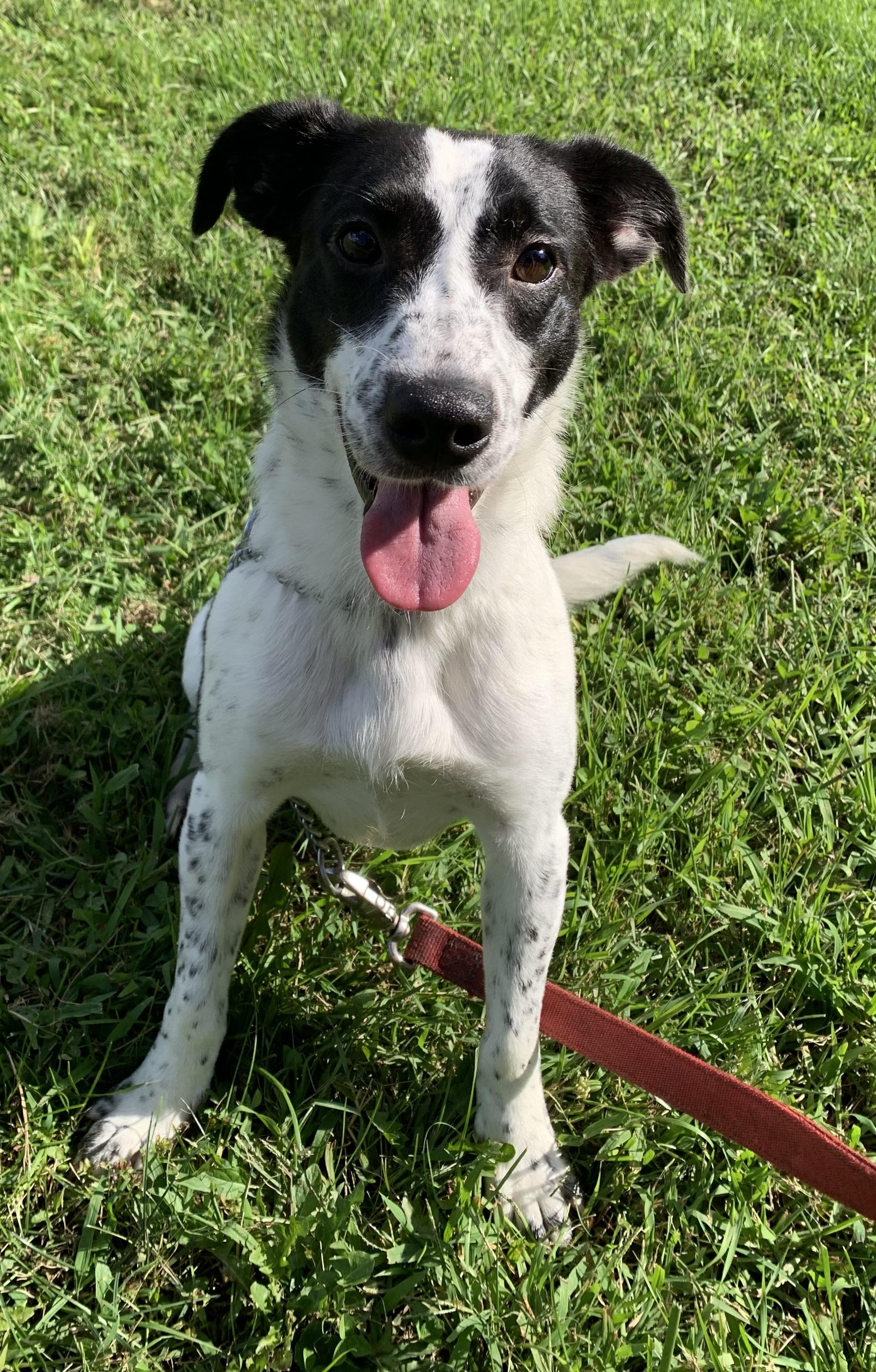 Auggie, a ADOPTABLE mixed breed in Massena, NY image 3/4