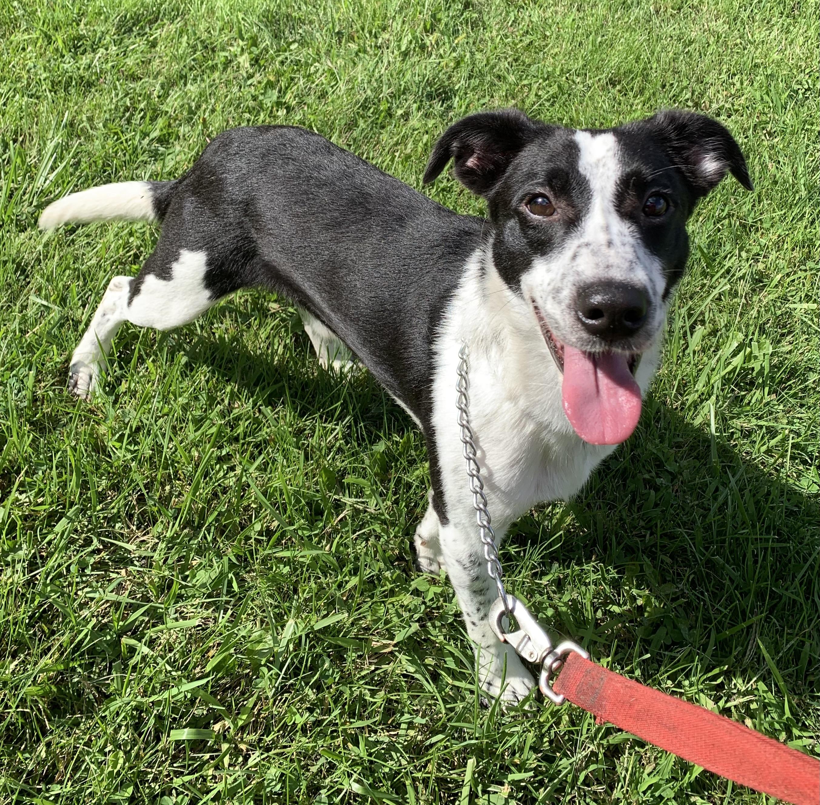Auggie, ADOPTABLE, Adult Male Australian Cattle Dog / Blue Heeler & Border Collie.