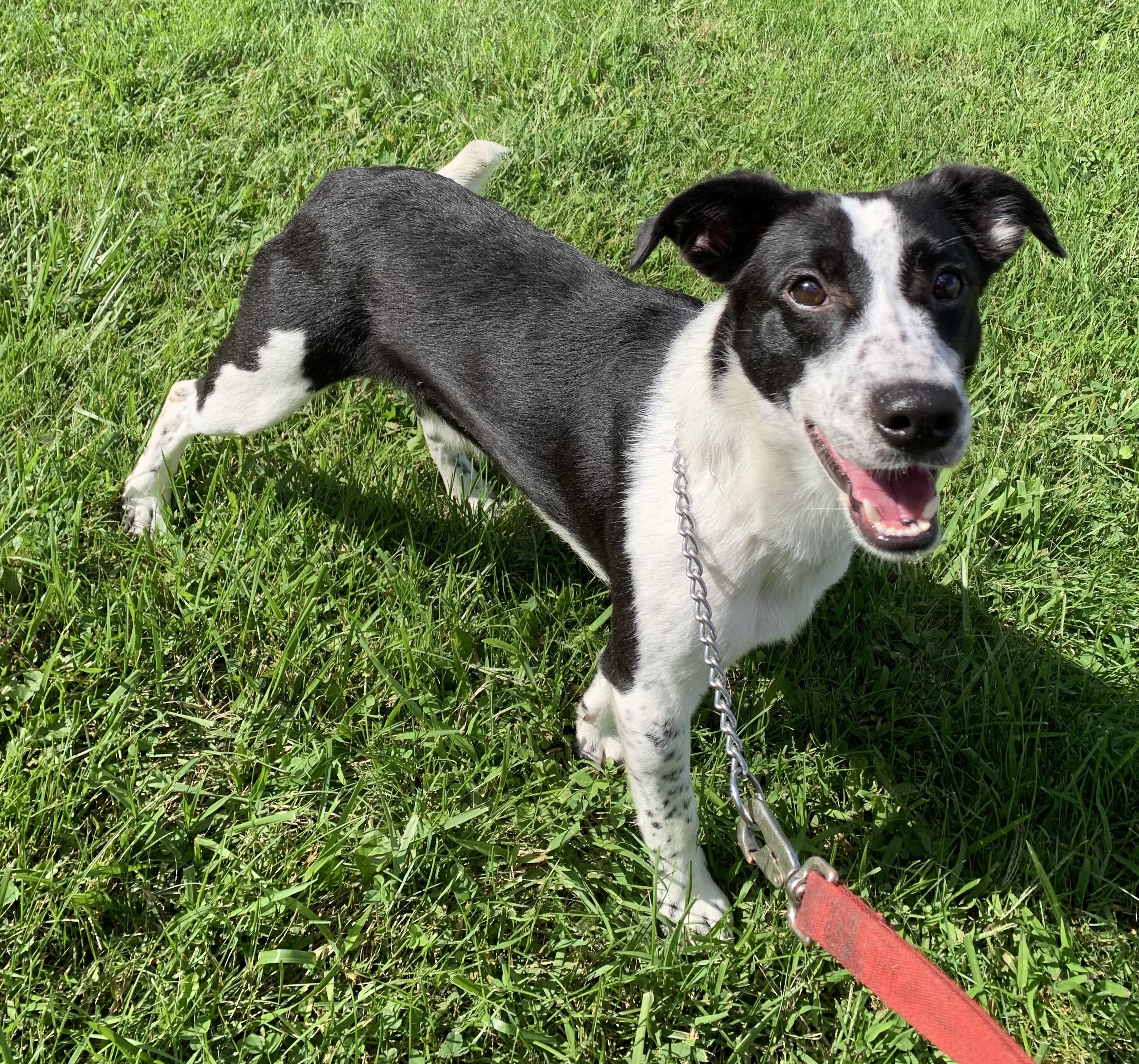 Auggie, a ADOPTABLE mixed breed in Massena, NY image 4/4