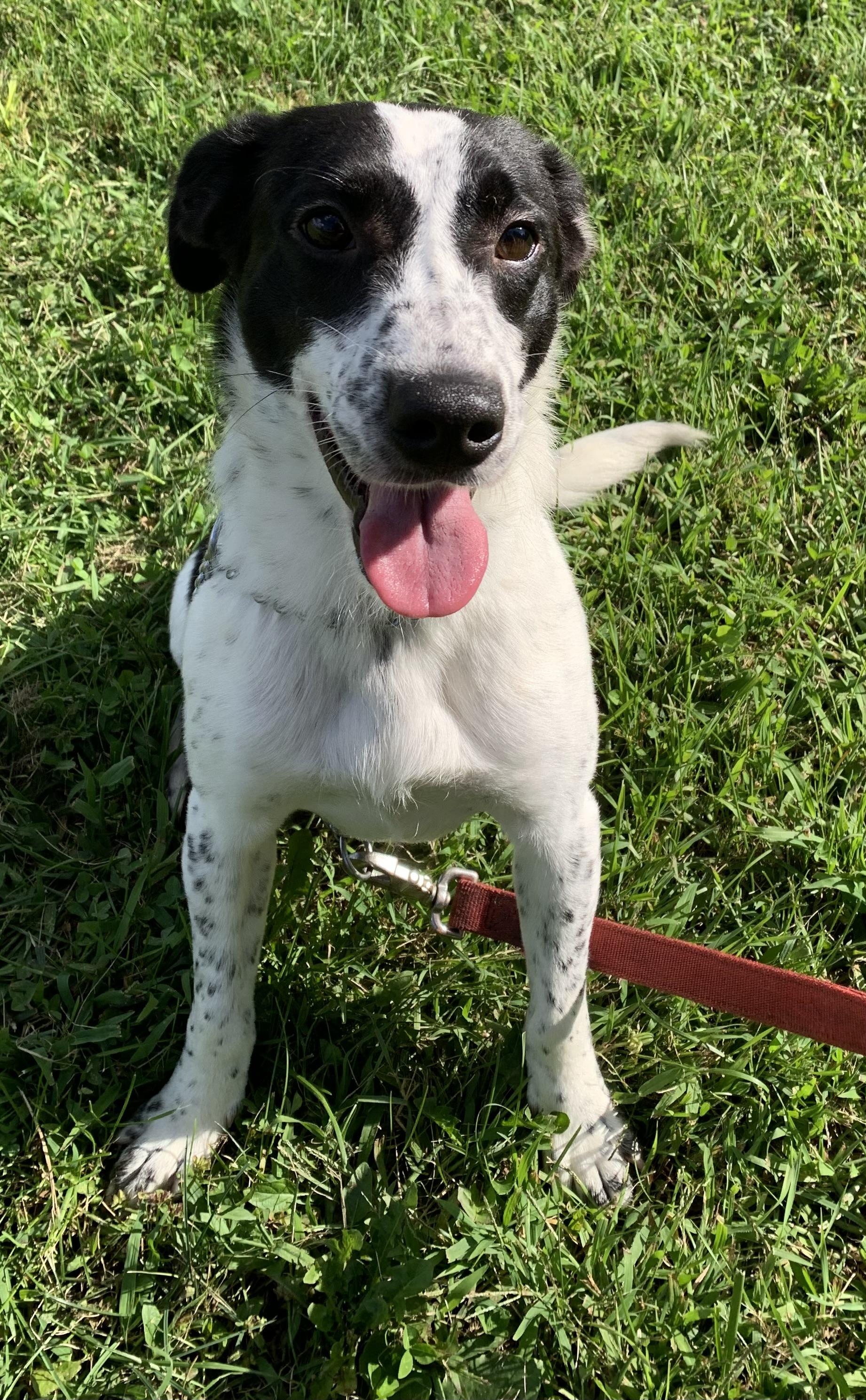 Auggie, a ADOPTABLE mixed breed in Massena, NY image 2/4