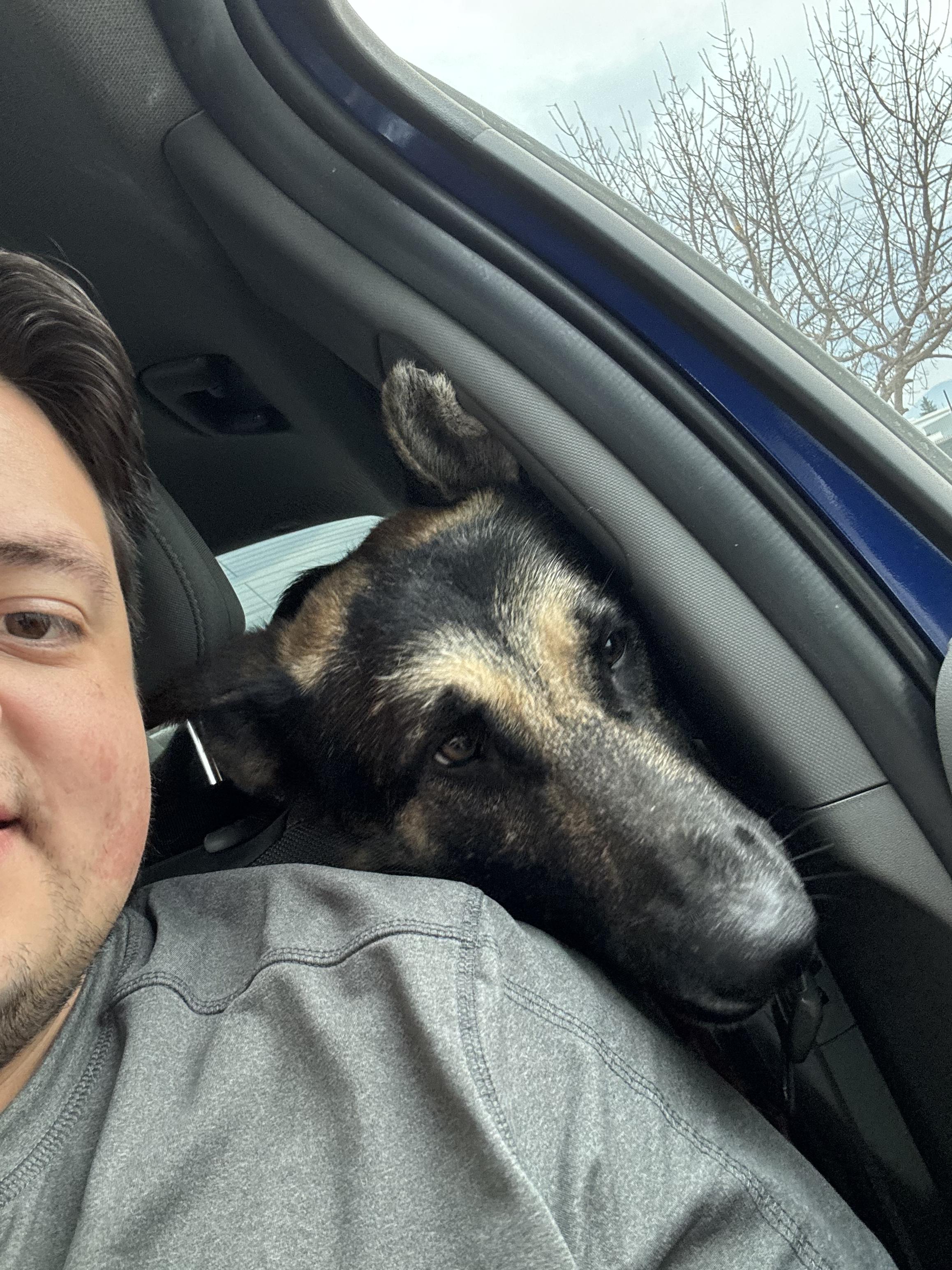 Enlarge Blitzen, a Adoptable German Shepherd Dog in Bakersfield, CA image 1/6