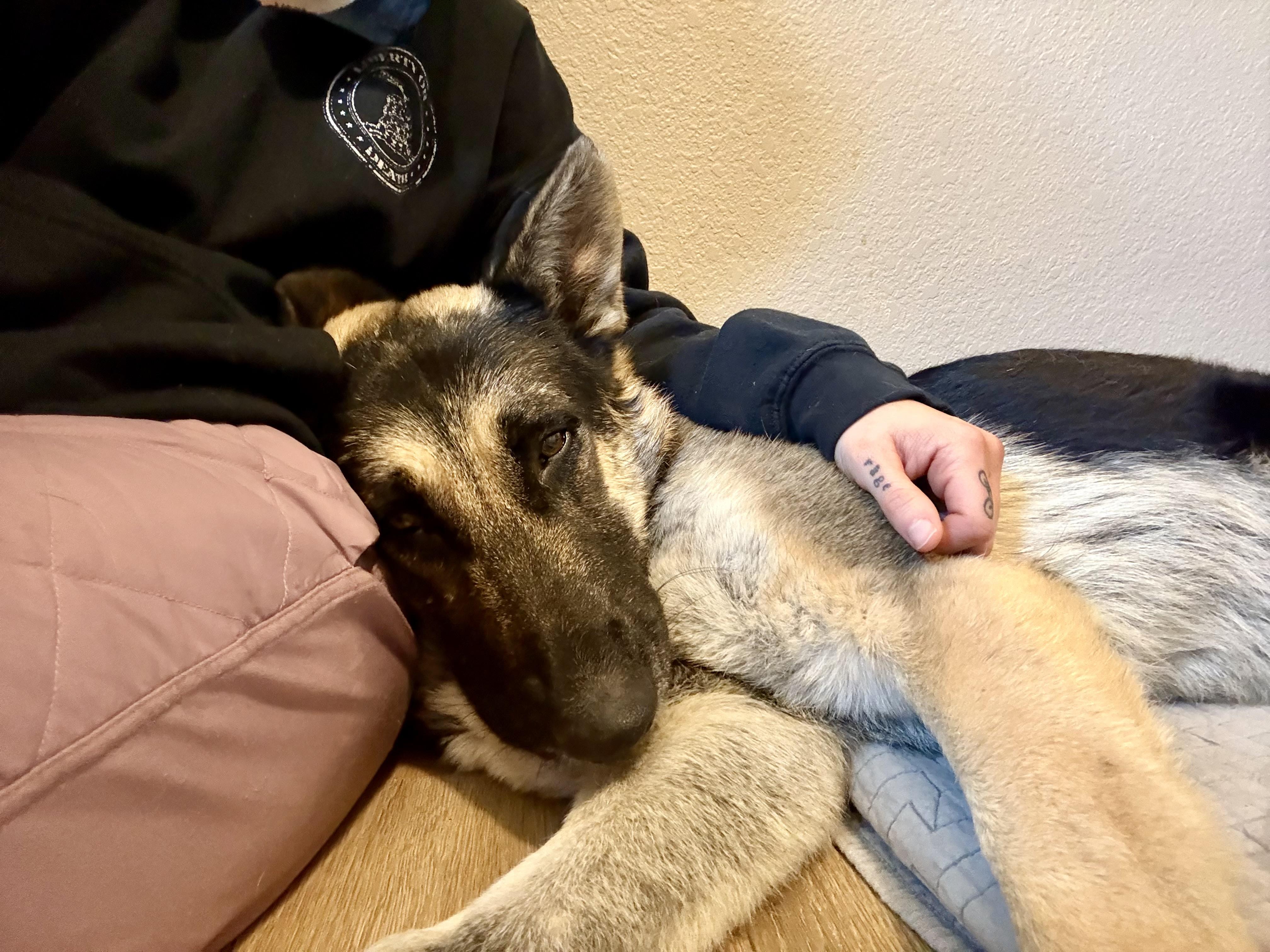 Enlarge Blitzen, a Adoptable German Shepherd Dog in Bakersfield, CA image 2/6