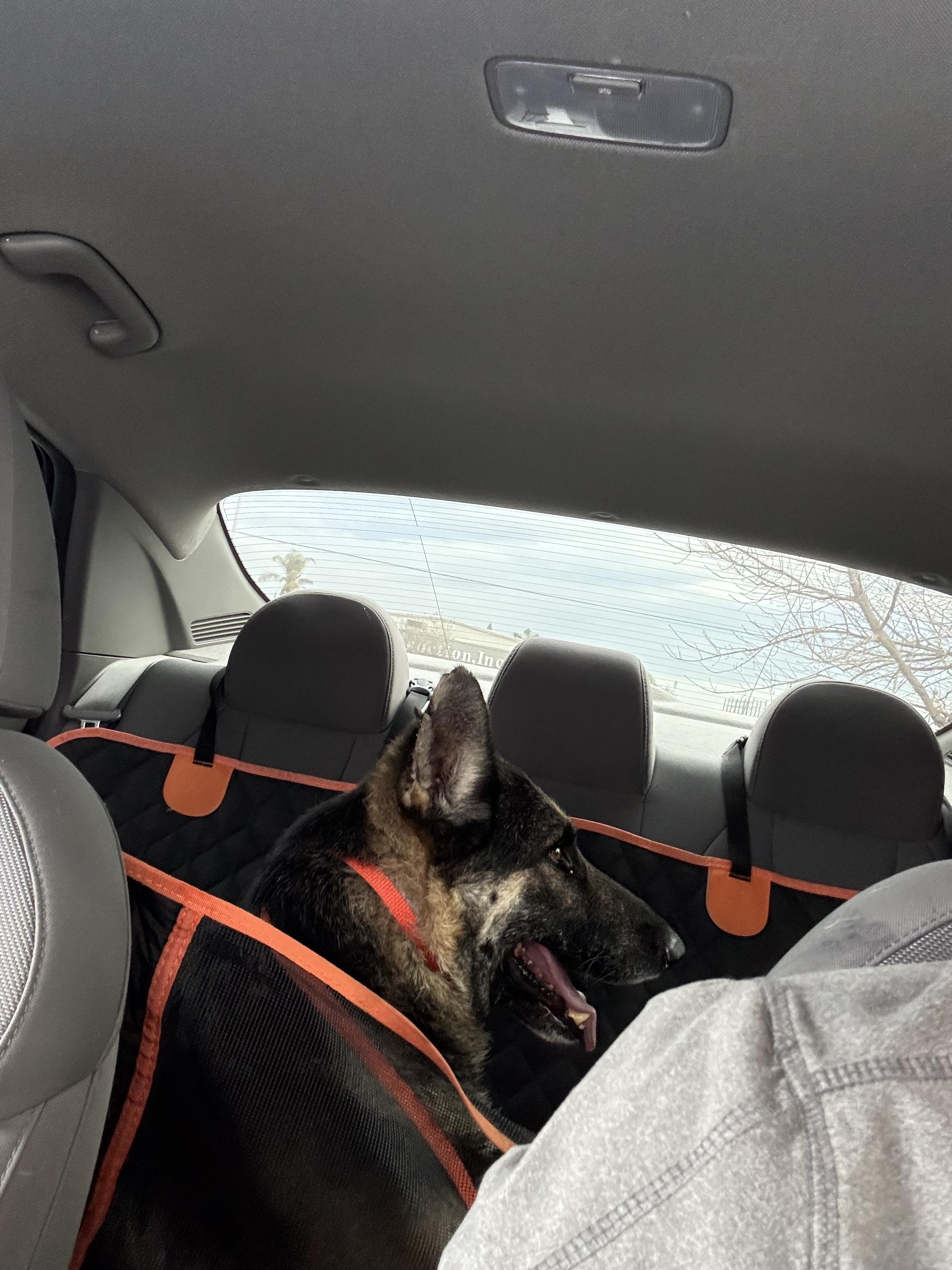 Enlarge Blitzen, a Adoptable German Shepherd Dog in Bakersfield, CA image 4/6