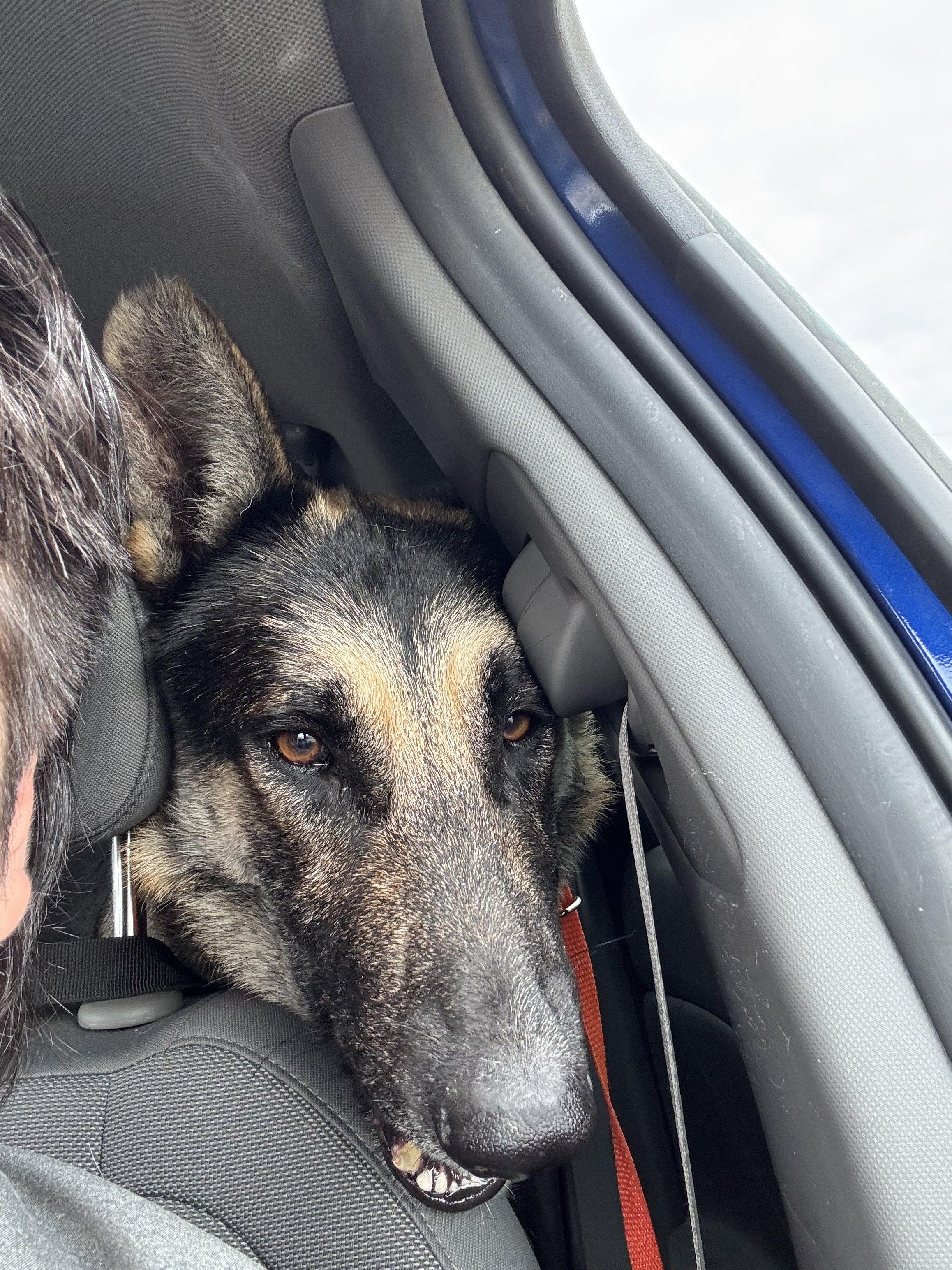 Enlarge Blitzen, a Adoptable German Shepherd Dog in Bakersfield, CA image 5/6