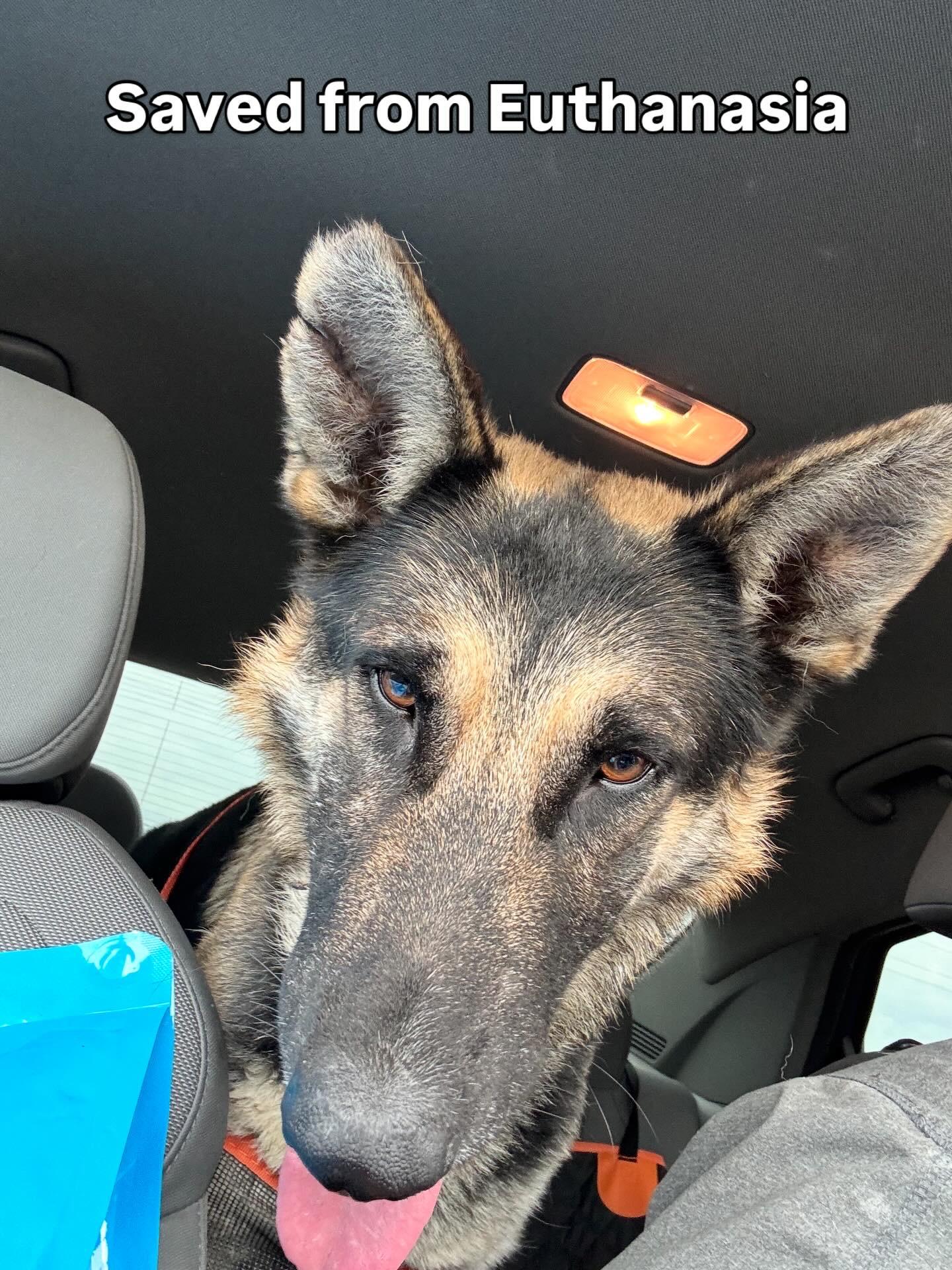 Enlarge Blitzen, a Adoptable German Shepherd Dog in Bakersfield, CA image 6/6