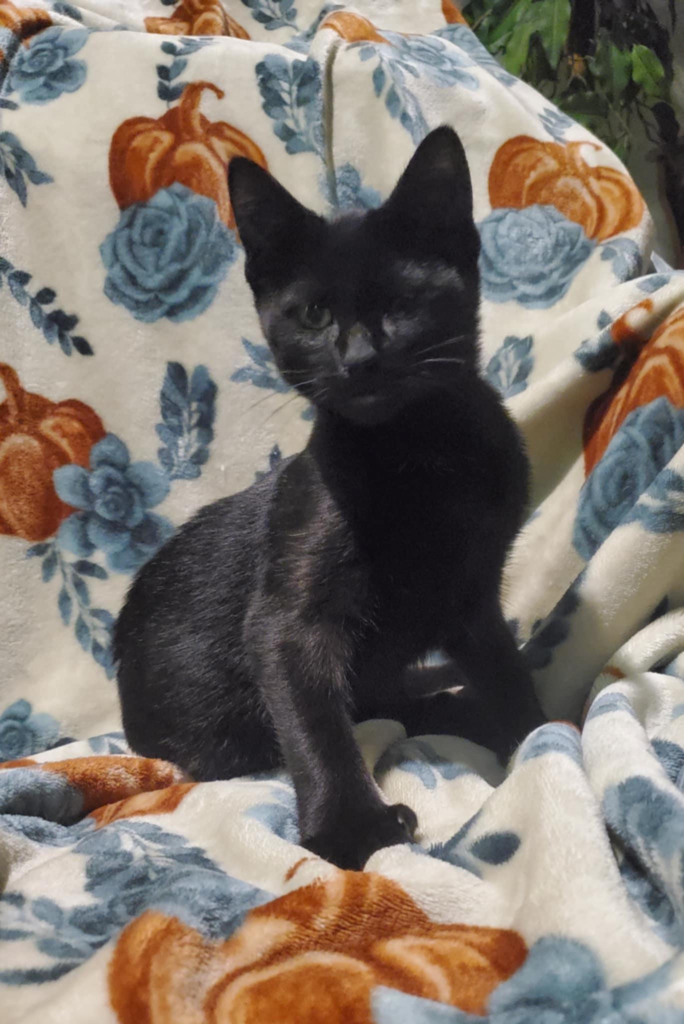 Obsidian (polydactyl)