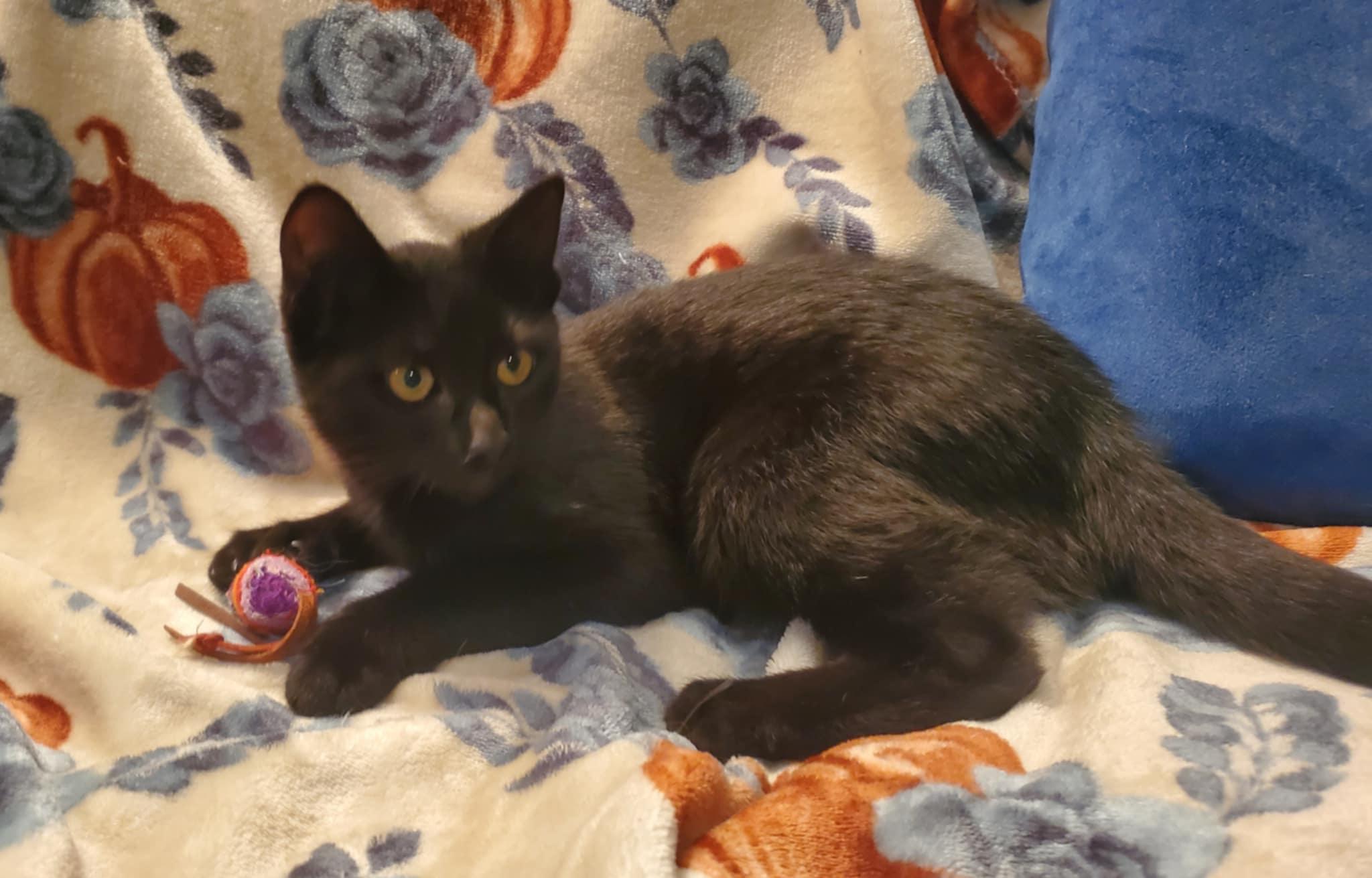 Obsidian (polydactyl)