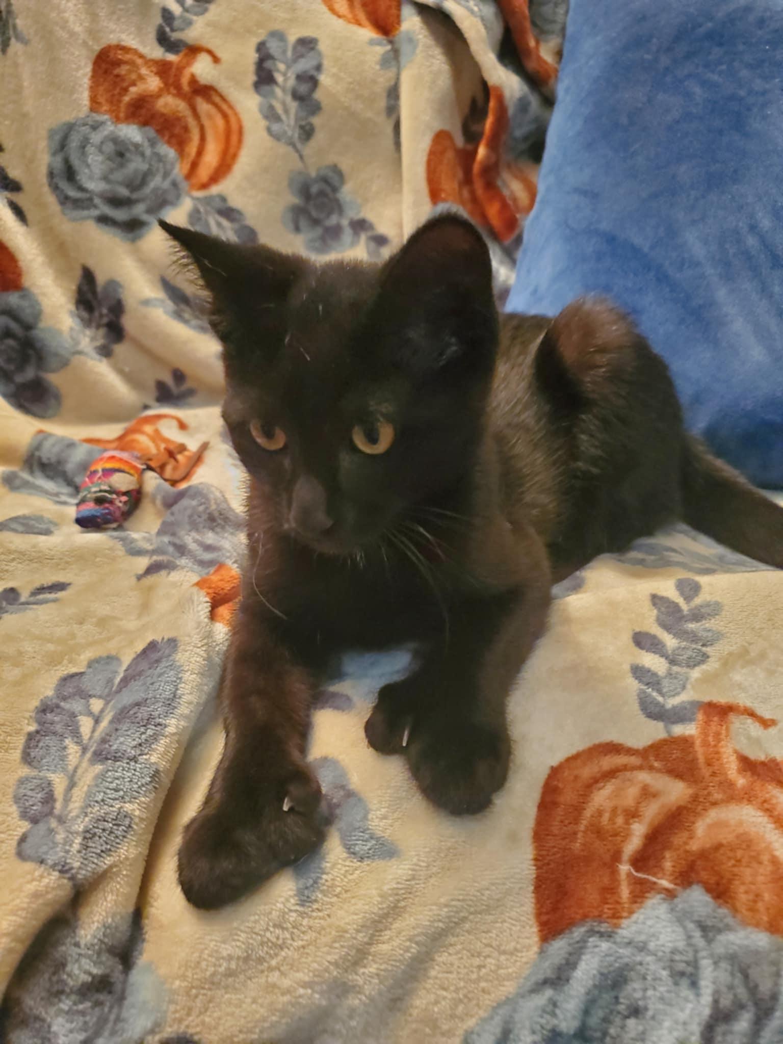Obsidian (polydactyl)