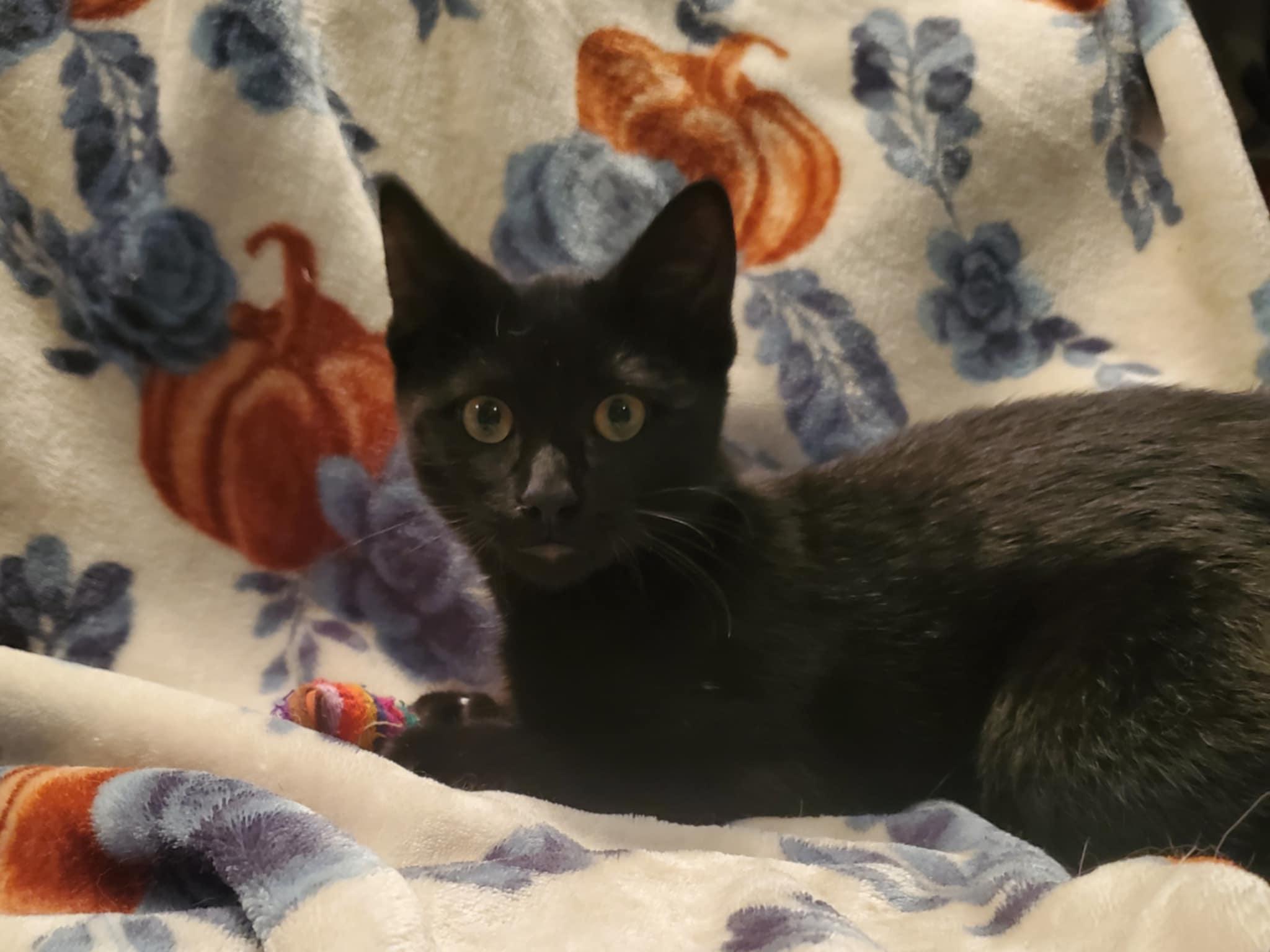 Obsidian (polydactyl)