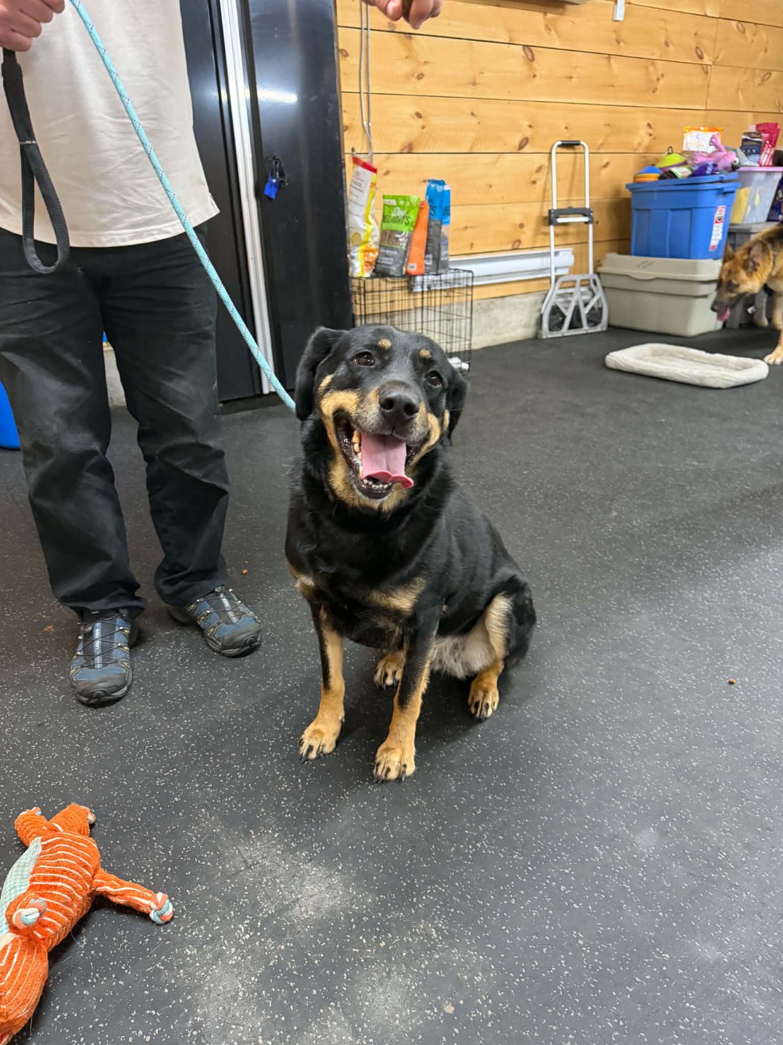 Gemma, ADOPTABLE, Adult Female Rottweiler & German Shepherd Dog.