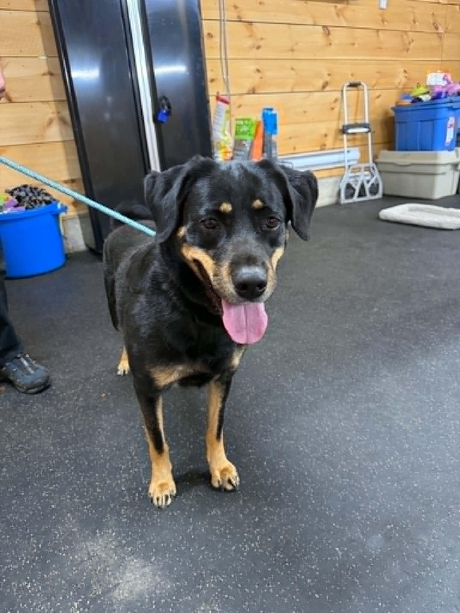 Enlarge Gemma, a ADOPTABLE mixed breed in Lisle, ON image 3/4