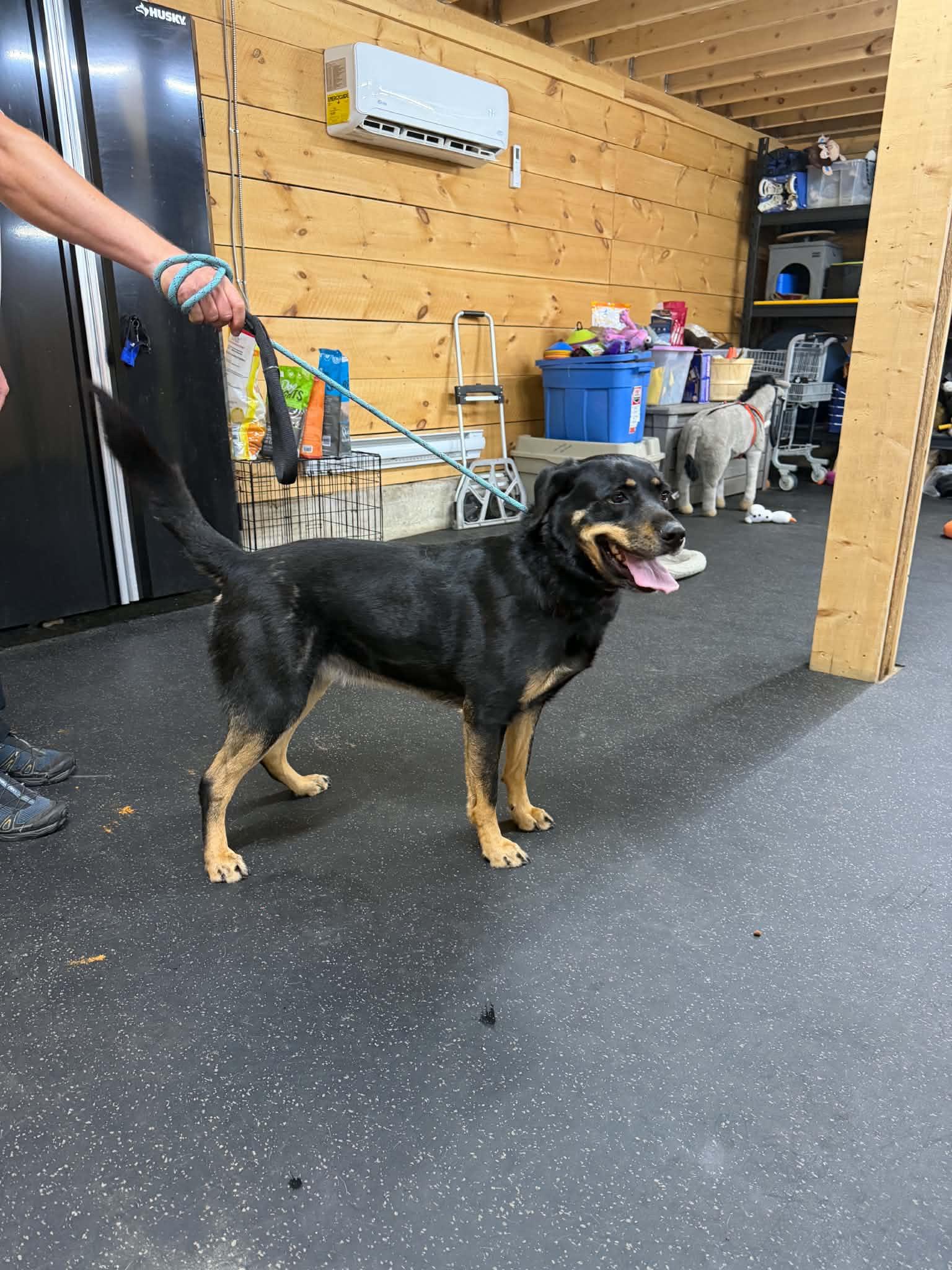 Enlarge Gemma, a ADOPTABLE mixed breed in Lisle, ON image 2/4