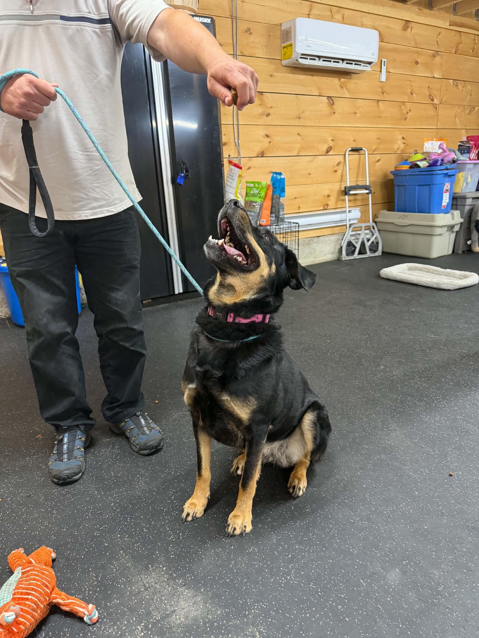 Enlarge Gemma, a ADOPTABLE mixed breed in Lisle, ON image 4/4