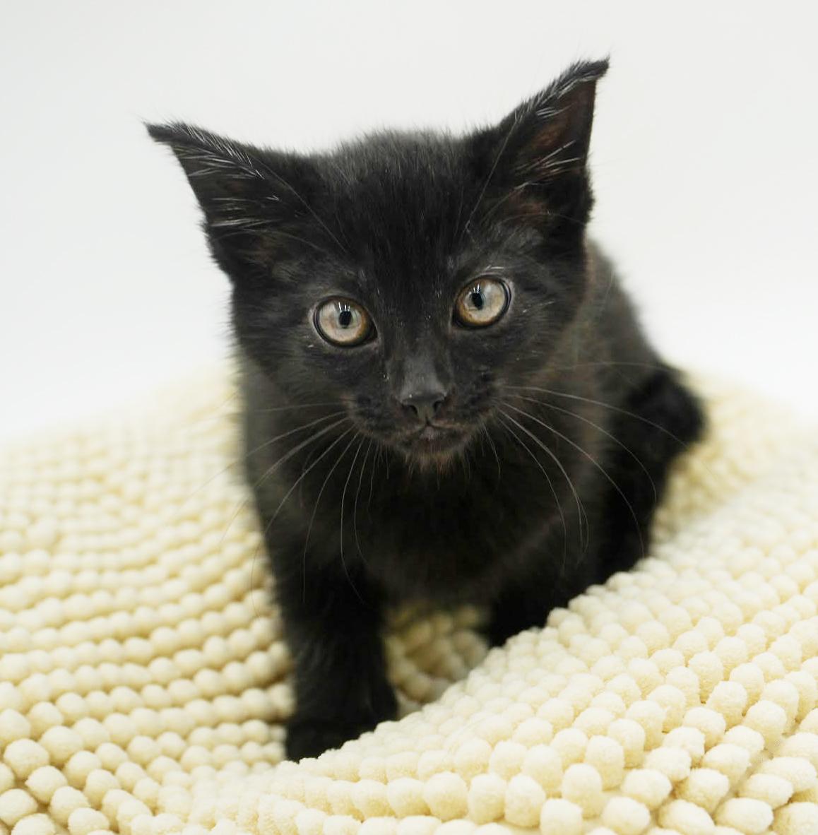 Adam Is Simply Amazing!