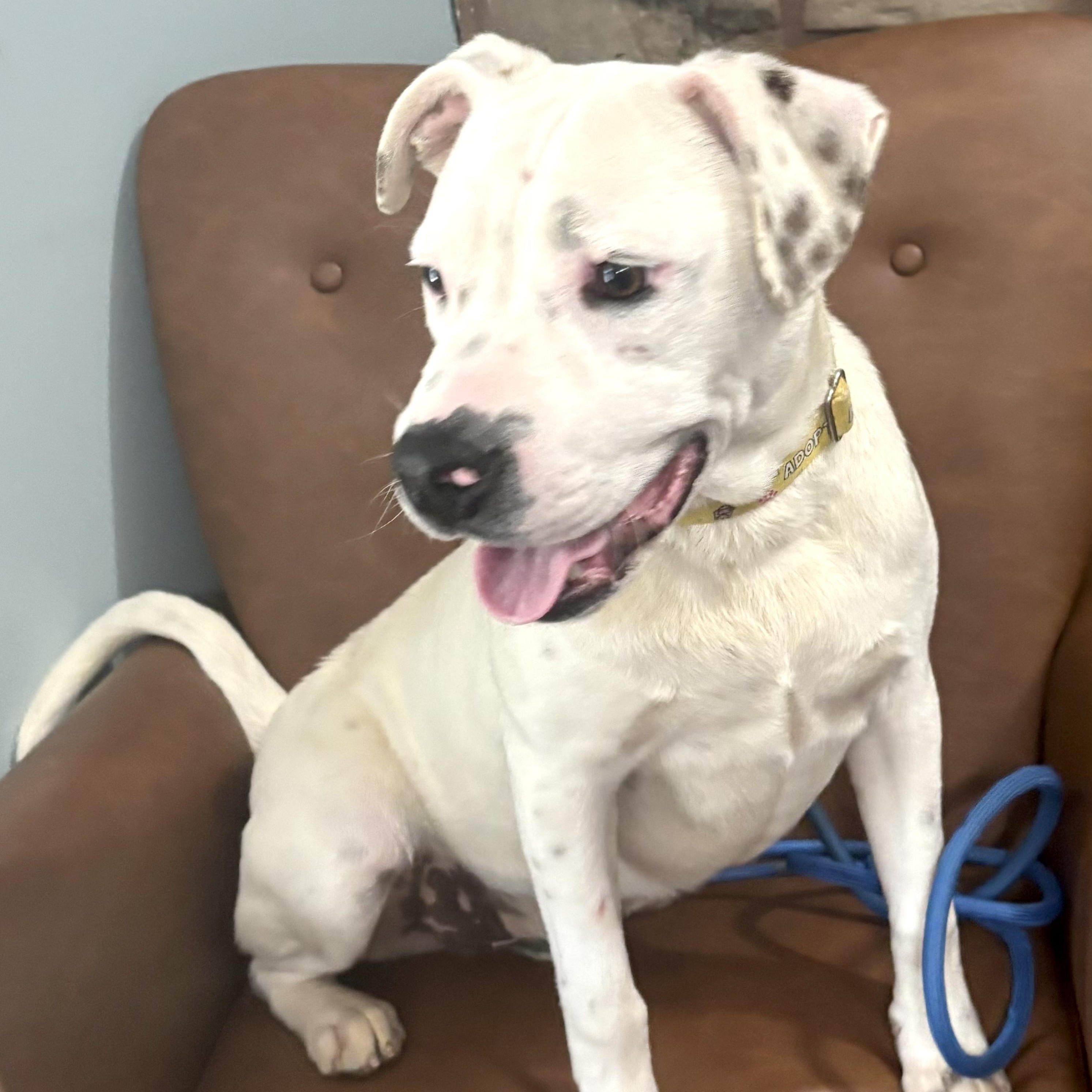 Meshach , a ADOPTABLE mixed breed in Sequatchie, TN image 2/4