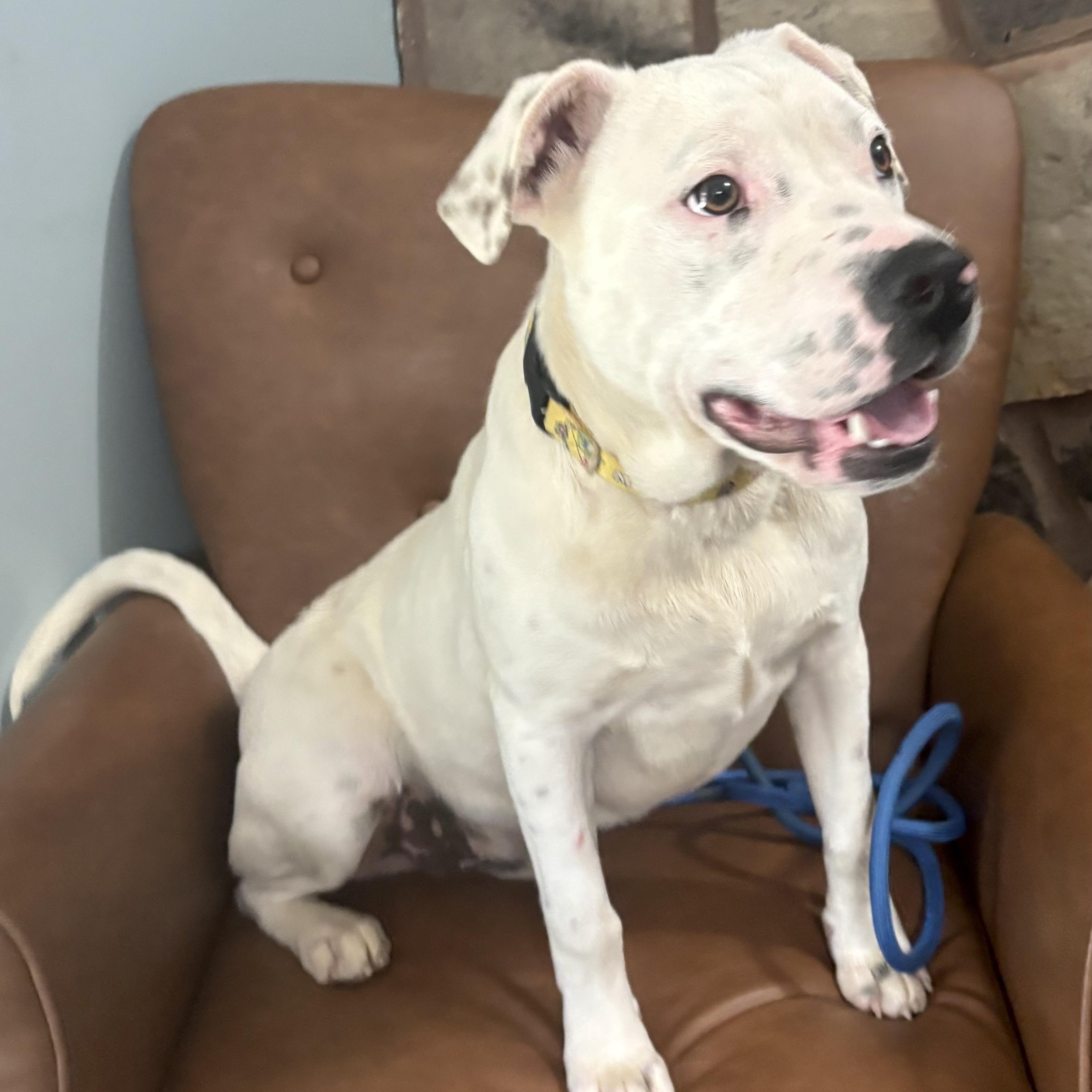 Meshach , a ADOPTABLE mixed breed in Sequatchie, TN image 4/4