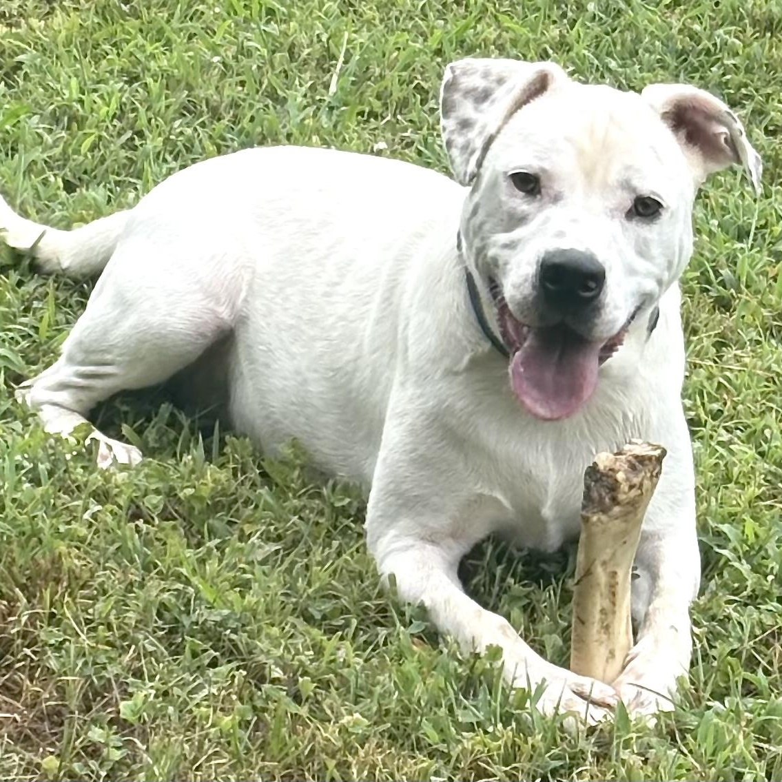 Meshach -s, ADOPTABLE, Young Male Labrador Retriever & American Bulldog.
