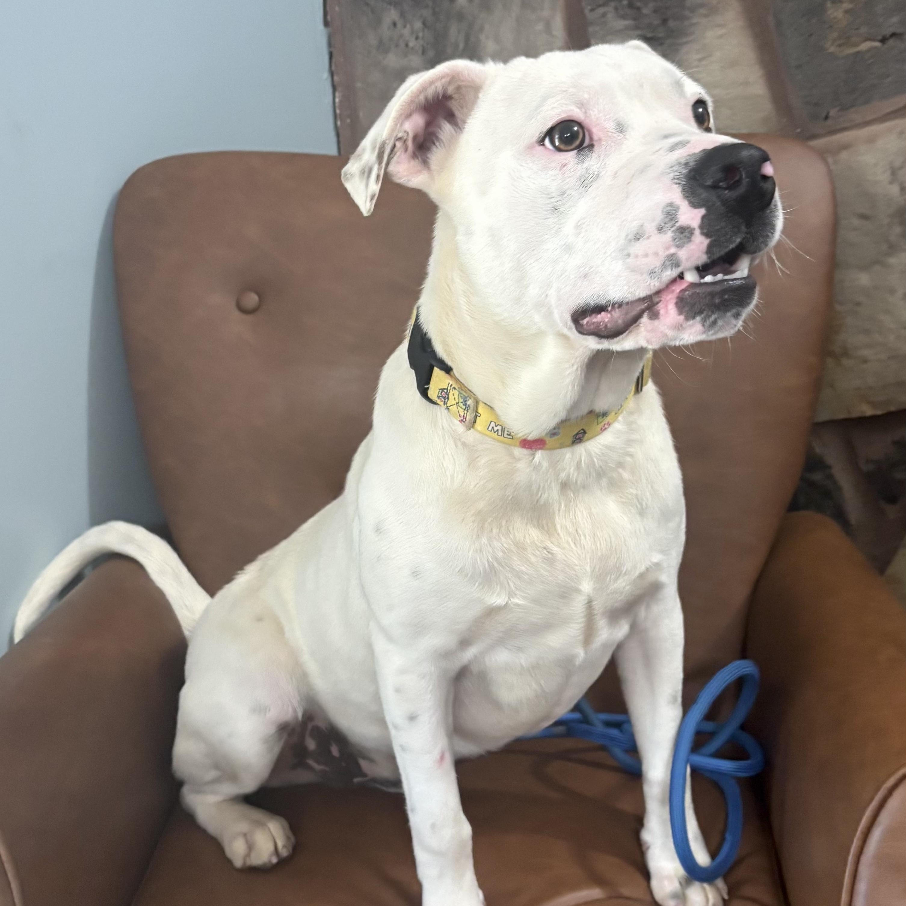 Meshach , a ADOPTABLE mixed breed in Sequatchie, TN image 3/4