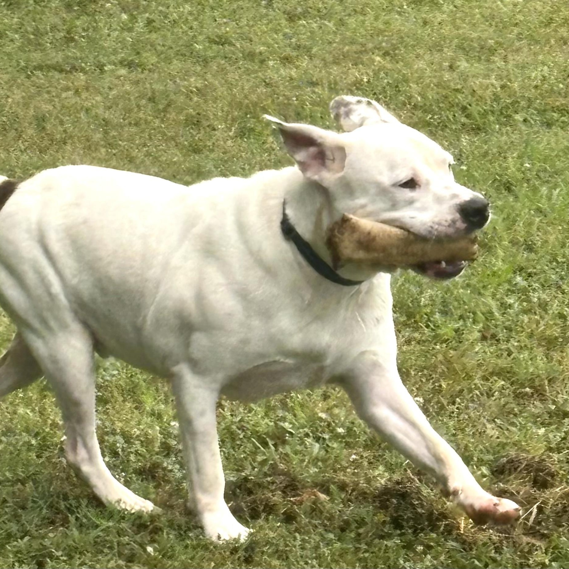 Enlarge Meshach -s, a ADOPTABLE mixed breed in Sequatchie, TN image 5/5