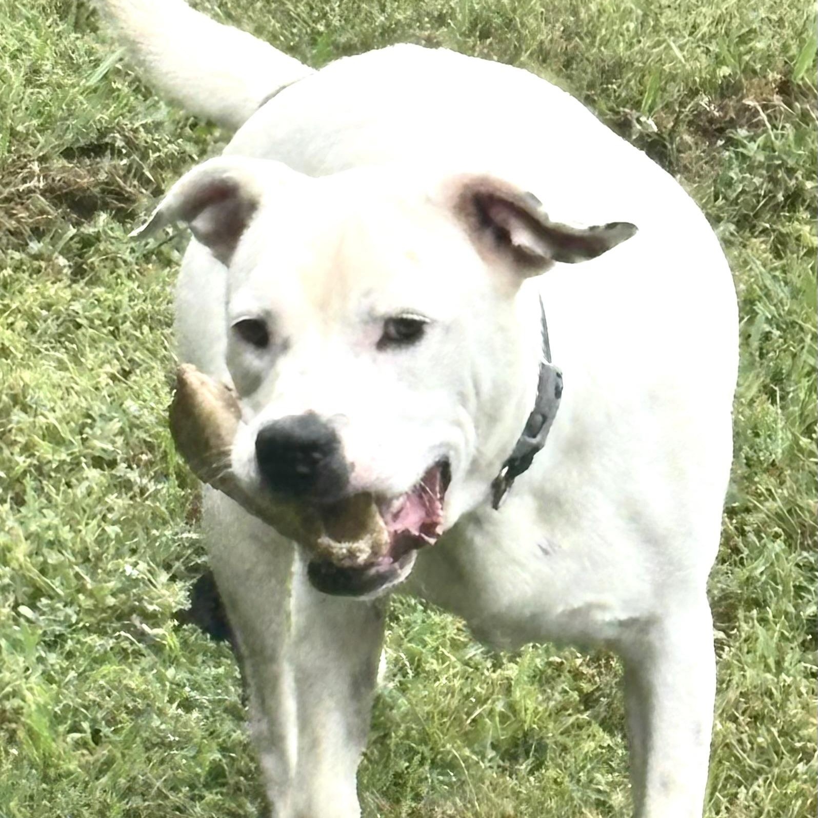 Enlarge Meshach -s, a ADOPTABLE mixed breed in Sequatchie, TN image 3/5
