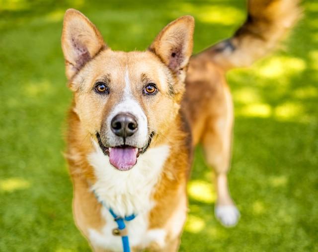 NIKE, Adoptable, Adult Male Australian Shepherd & Mixed Breed.
