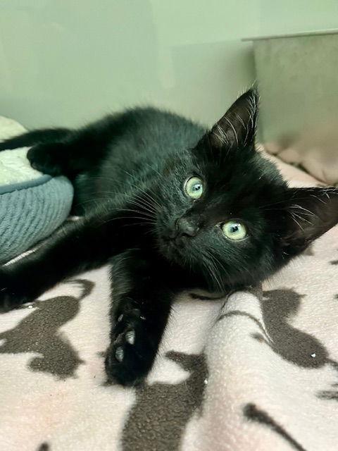 Enlarge Spookley, a Adoptable Domestic Short Hair in Webster, WI image 1/2