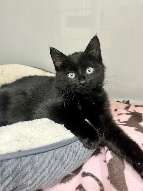 Enlarge Spookley, a Adoptable Domestic Short Hair in Webster, WI image 2/2