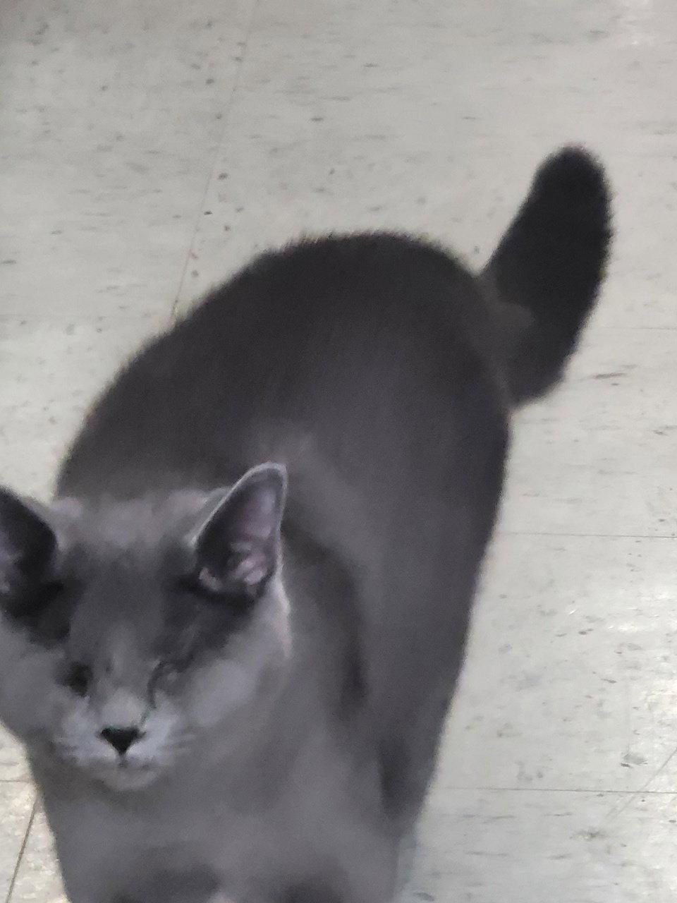Tamara 6570, Adoptable, Young Female Domestic Short Hair.