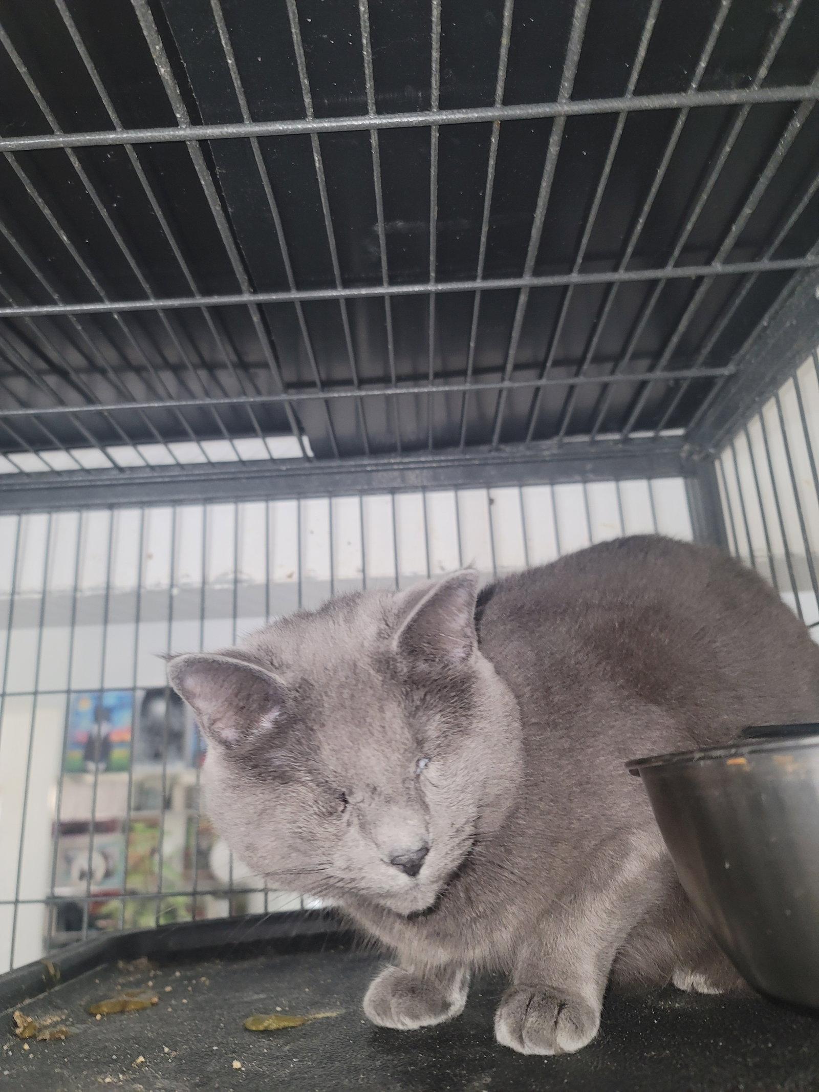 Enlarge Tamara 6570, a Adoptable Domestic Short Hair in Locust Grove, VA image 2/2