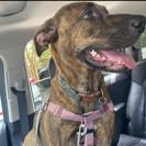 Enlarge Naud, a Adoptable Pit Bull Terrier in Greensboro, NC image 1/6