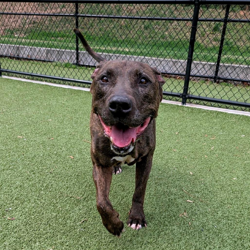 Enlarge Naud, a Adoptable Pit Bull Terrier in Greensboro, NC image 2/6