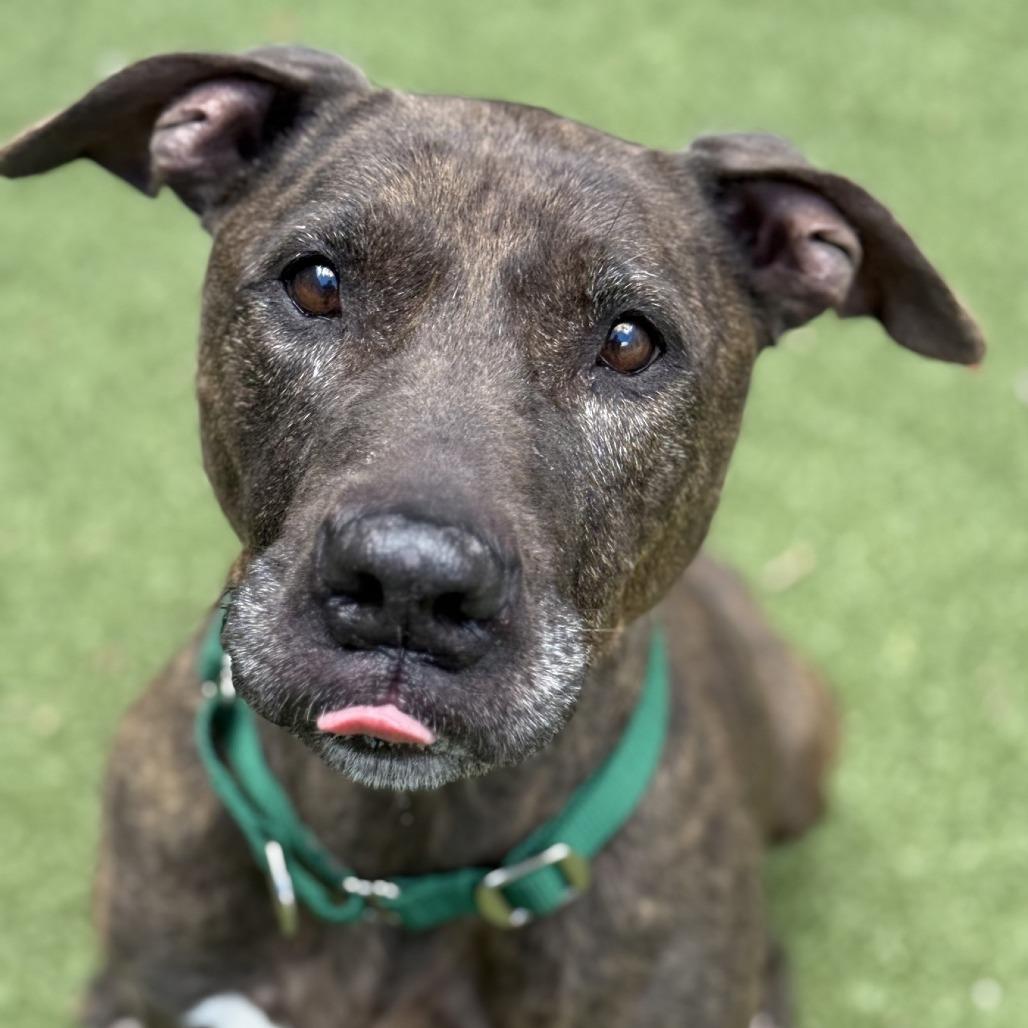 Enlarge Naud, a Adoptable Pit Bull Terrier in Greensboro, NC image 3/6