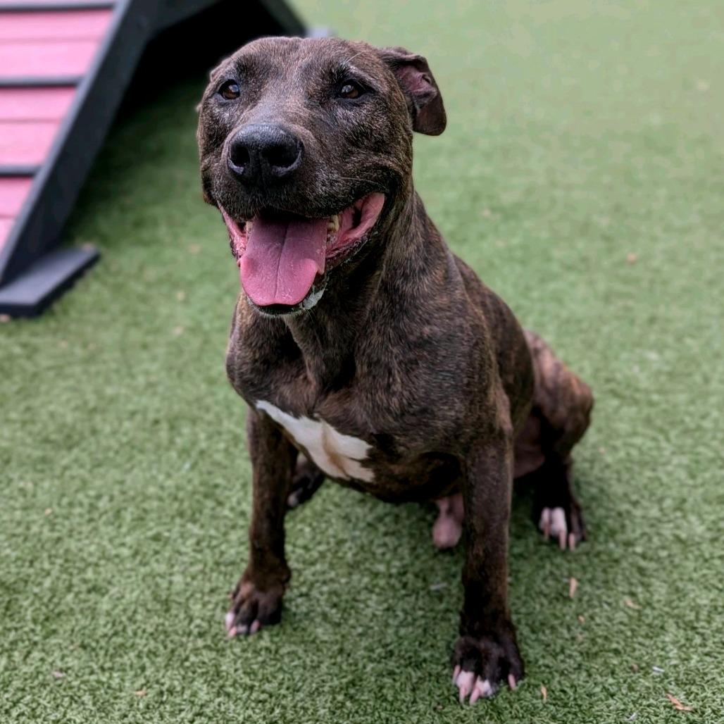 Enlarge Naud, a Adoptable Pit Bull Terrier in Greensboro, NC image 4/6