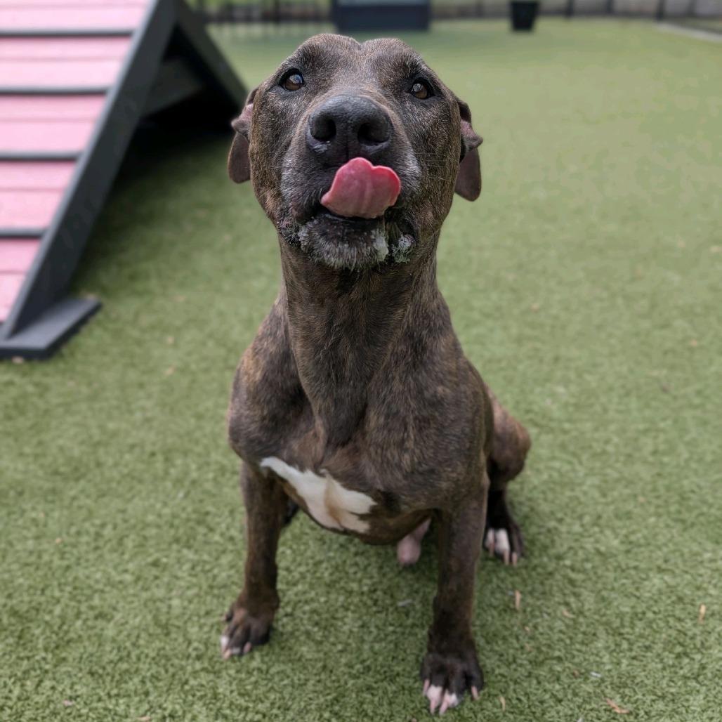 Enlarge Naud, a Adoptable Pit Bull Terrier in Greensboro, NC image 5/6