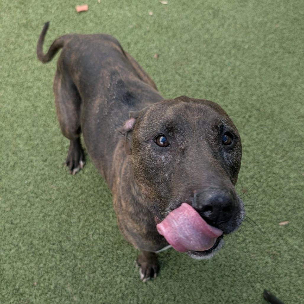 Enlarge Naud, a Adoptable Pit Bull Terrier in Greensboro, NC image 6/6