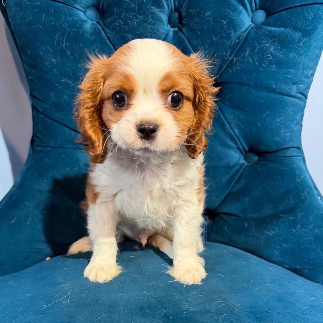 Enlarge Keefe, an adopted Cavalier King Charles Spaniel in Zionsville, IN image 1/1