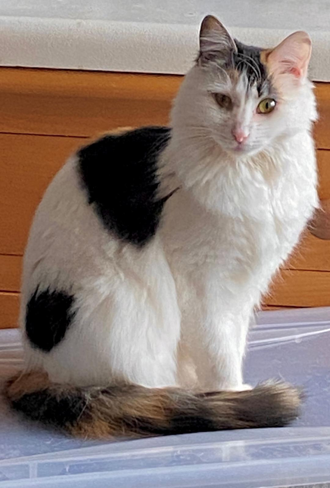 Fancy, ADOPTABLE, Young Female Domestic Long Hair.