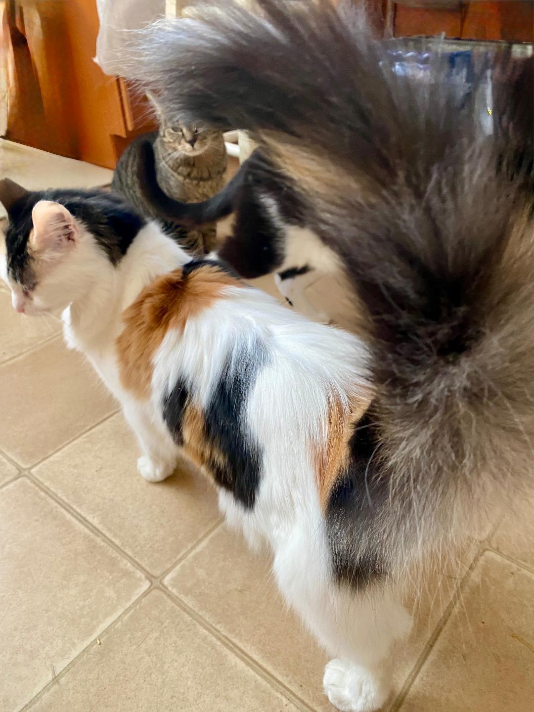 Fancy, a ADOPTABLE Domestic Long Hair in Monroe Township, NJ image 2/2
