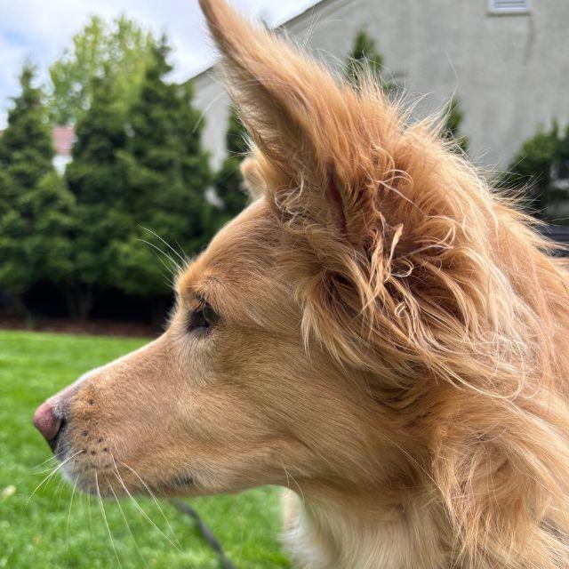 Mimosa (26-068), ADOPTABLE, Adult Female Golden Retriever & Border Collie.