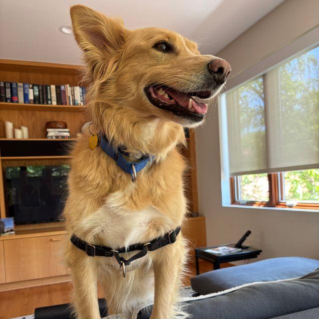 Enlarge Mimosa (26-068), a ADOPTABLE mixed breed in Minnetonka, MN image 2/3