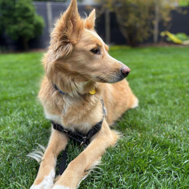 Enlarge Mimosa (26-068), a ADOPTABLE mixed breed in Minnetonka, MN image 3/3