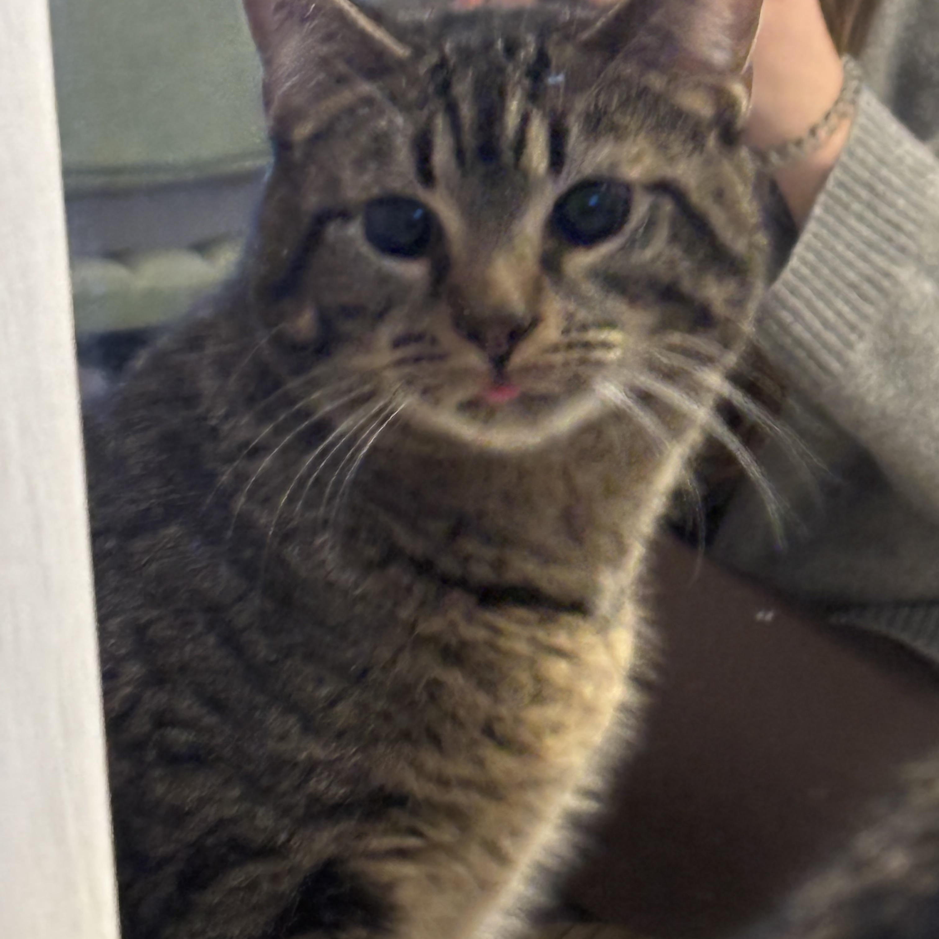 Rufio — thumbnail 2