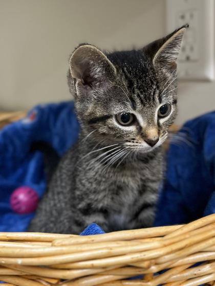 Teenie, an adoptable Domestic Short Hair in Hackensack, MN, 56452 | Photo Image 1