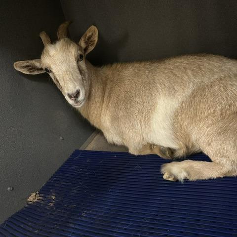 Enlarge Peaches, a Adoptable Goat in Winston-Salem, NC image 1/1