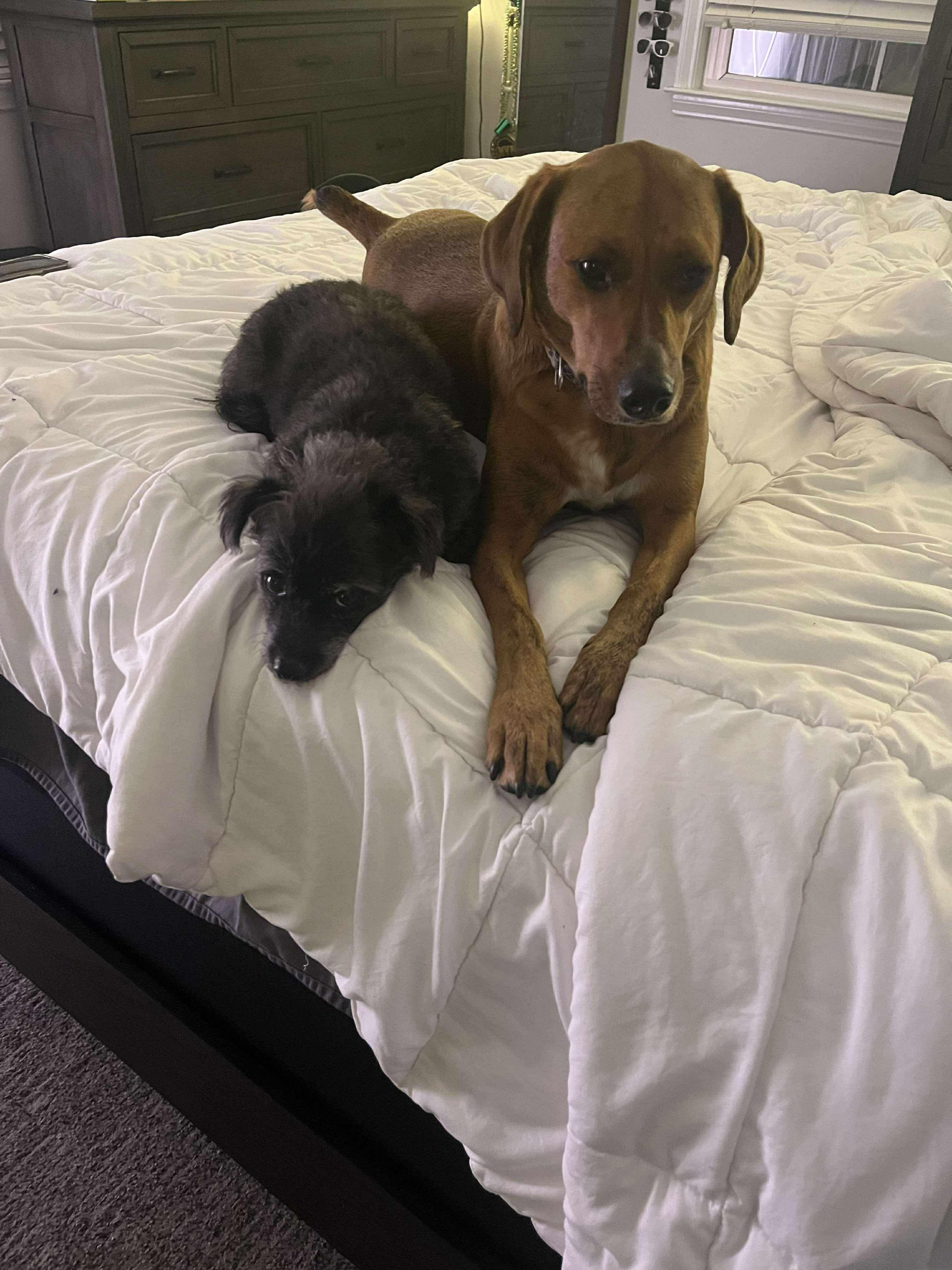 Garbanzo Bean , a Adoptable mixed breed in Westwood, NJ image 5/6