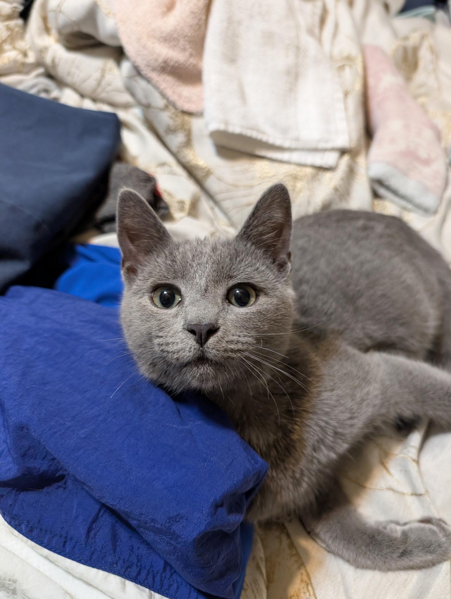 Ghost, Adoptable, Kitten Male Russian Blue & Domestic Short Hair.