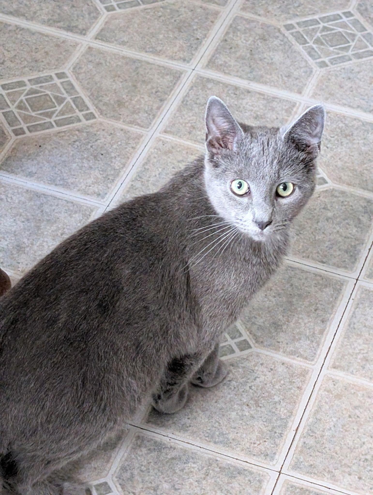 Ghost, a Adoptable mixed breed in Fort Oglethorpe, GA image 2/3