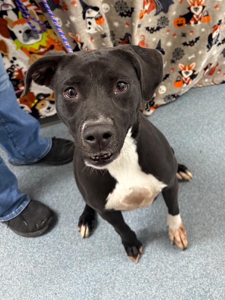 Adaline, Adoptable, Young Female Labrador Retriever & Pit Bull Terrier.